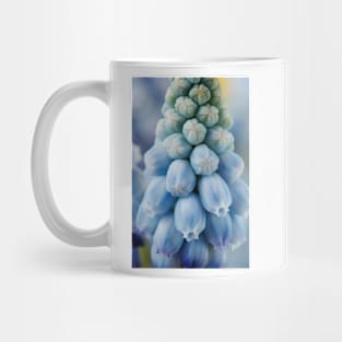 Muscari armeniacum  &#39;Valerie Finnis&#39;  Grape hyacinth Mug